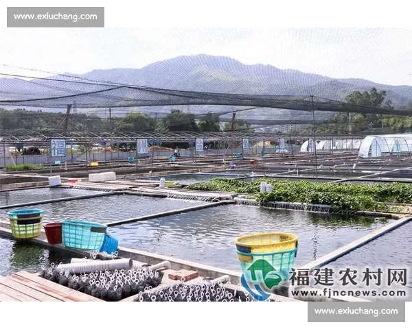 从选育到竞技赛场全面解析比赛鲤的培育技巧与实战价值